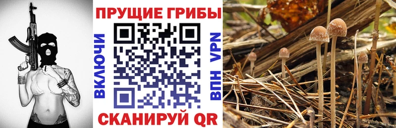 Псилоцибиновые грибы Psilocybine cubensis Купить Палласовка